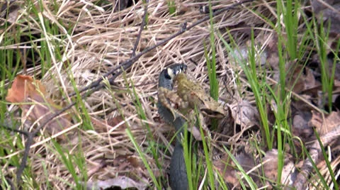 Snake v Frog Stock Footage 24165108