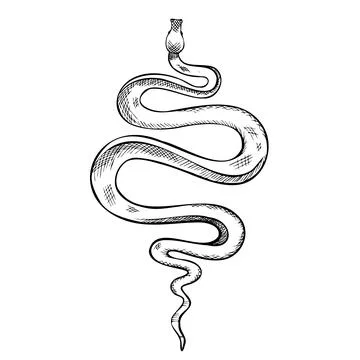 Snake vector illustration. Etched drawing of venomous Serpent. Engraving of Stock Illustration