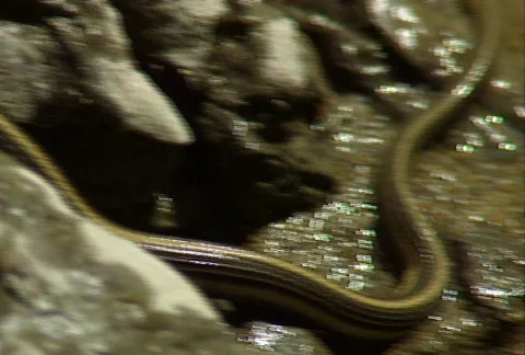 Snake versus toad 01 Stock Footage 646346