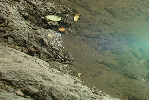 Snake versus toad 02 Stock Footage 646349