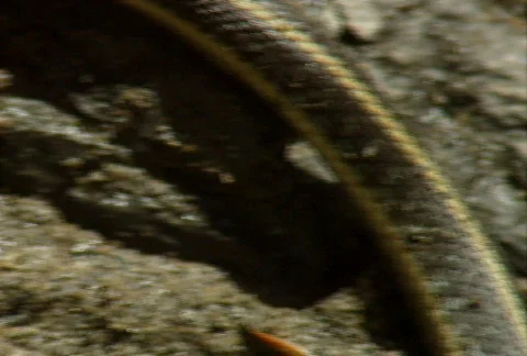Snake versus toad 03 Stock Footage 646368