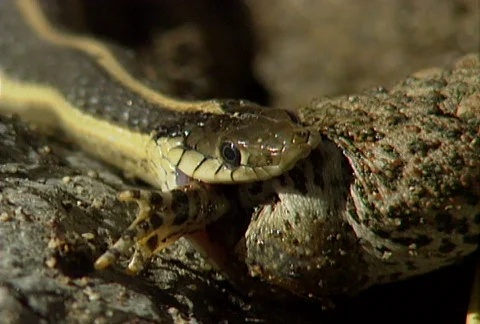 Snake versus toad 04 Stock Footage 646369
