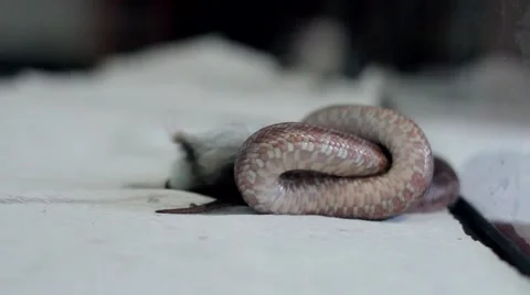 Snake vibrates its tail and breathes Stock Footage 53197634