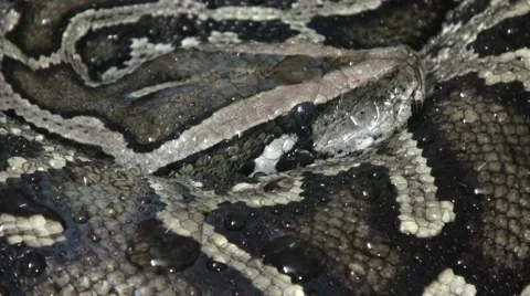 Snake video, python snake on the rain close up, locked up Stock Footage 68728319