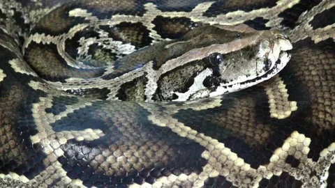 Snake video, Python video, close up 스톡 동영상 79627038