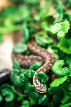 Snake viper on grass Stock Photos