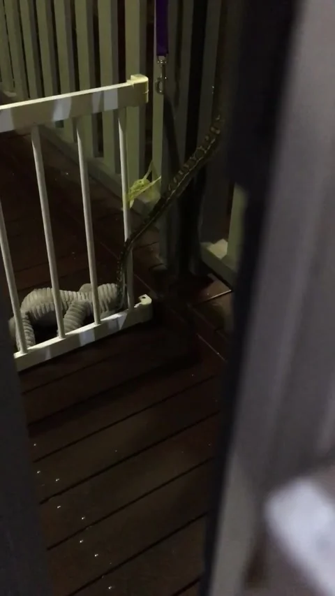 Snake vs Teddy Bear, Indooroopilly QLD, Australia - 31 May 2018 Stock Footage 205249577