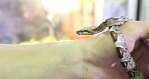 Snake walking on human hand while sticking out its tongue 스톡 동영상 297733608