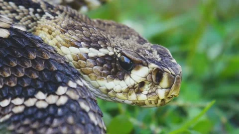 This snake is watching its prey Stock Footage 211883122