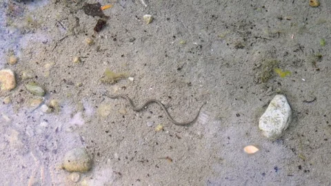 Snake in the water. Dice snake in the river. Snake searching for prey in nature. Stock Footage 265243214