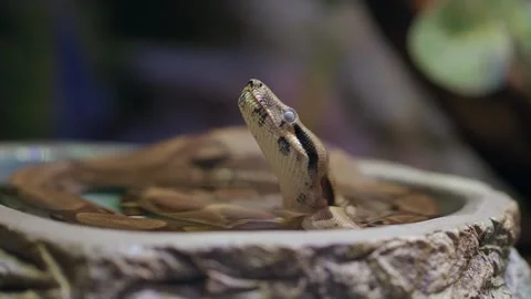 Snake in water dish at local pet store Stockbeeldmateriaal 340179126