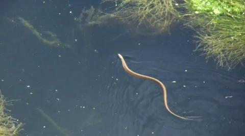 Snake on the water 库存影片 725266