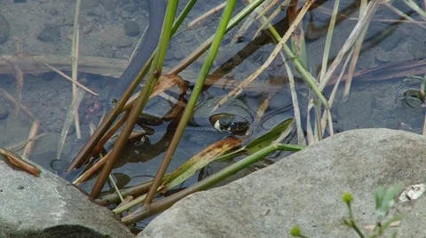 Snake in the water Stock Footage 68767933