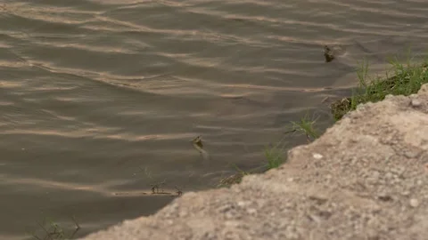 Snake in water Video stock 236973478