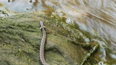 Snake of water lurking on the stream Vidéo 95222864