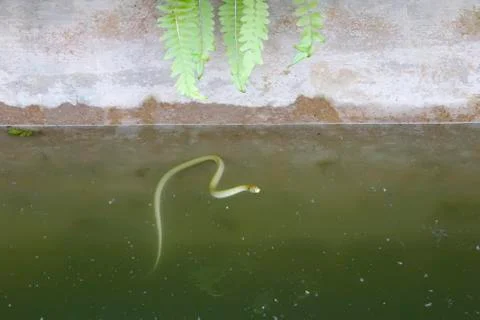 Snake in the water Photos