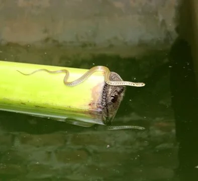 Snake in the water Stock Photos