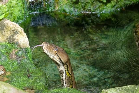 A snake in the water Foto stock