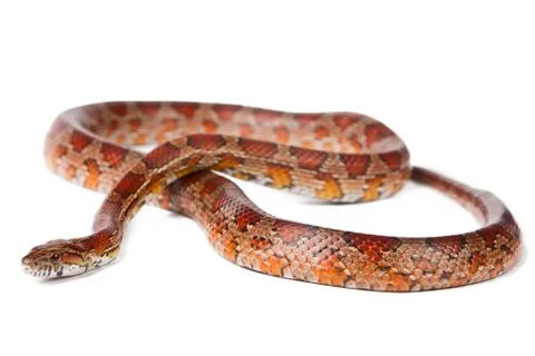 Snake on a white background. Stock Photos