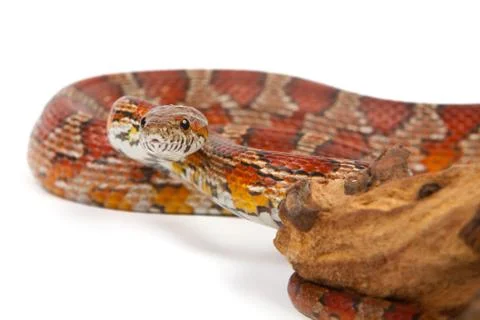 Snake on a white background. Stock Photos
