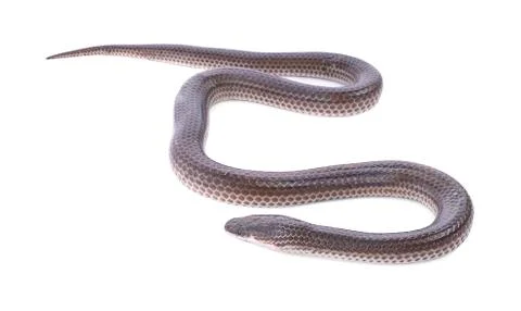 Snake on white background Photos