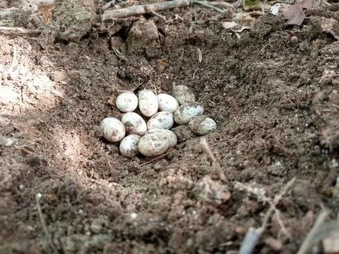 Snake white eggs in the wild Stock Photos