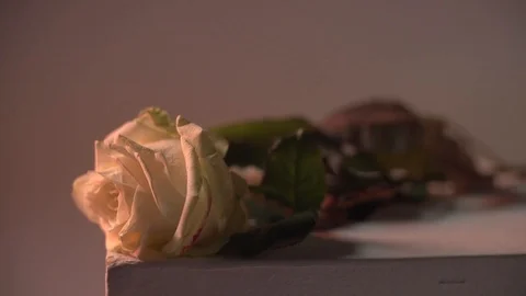 Snake with a white rose in studio. Red light. Super slow motion Stock Footage 101866246
