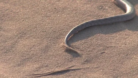 Snake winding on Desert sand dune Stock Footage