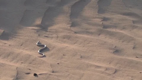 Snake winding on sand dune Stock Footage 81597506