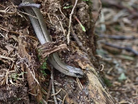 Snake winding through damp leaf litter and exposed roots on muddy forest fl.. Stock Photos