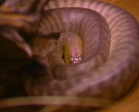 Snake, Woma python (aspidites ramsayi) 動画素材 32277740