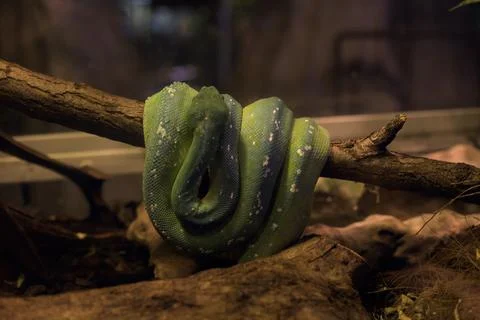 Snake wrapped on a branch Stock Photos