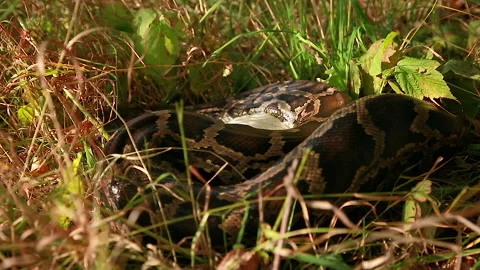 The snake wraps around its prey Stock Footage 144373795