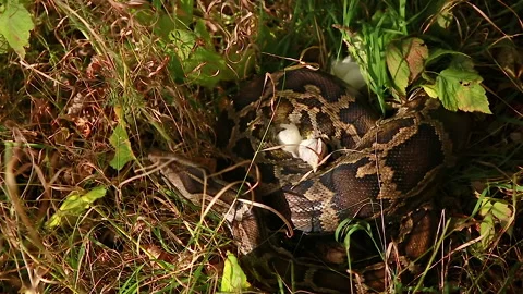 The snake wraps around the victim Stock Footage 145548073