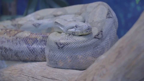 Snake is yawning curled up Stock Footage 110903047