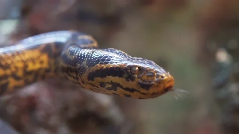 Snake, "Yellow Anaconda", behind the glass in the zoo Stock Footage