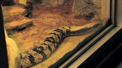 Snake at the Zoo Stock Footage 10590305
