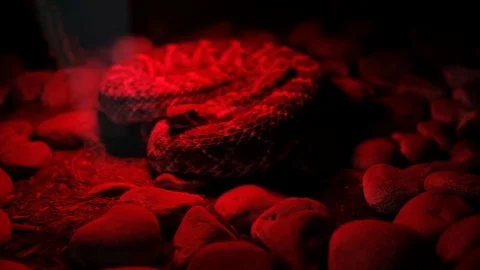 A snake in a Zoo in Mexico DF Video stock 105145099