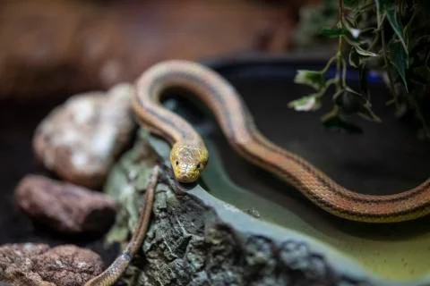 A snake at the zoo Stock Photos
