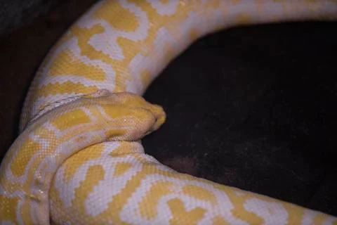 A snake at the zoo Stock-Fotos
