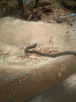 A Snake in the zoo Stock Photos