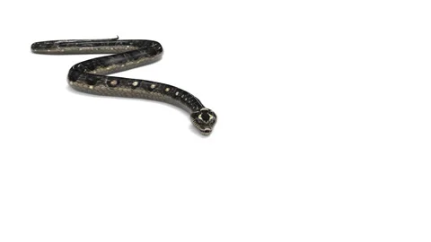 SnakeAttack WhiteBG Vidéo 135188949