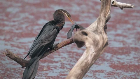 Snakebird Anhinga anhinga handling prey Eal 스톡 동영상 300948526