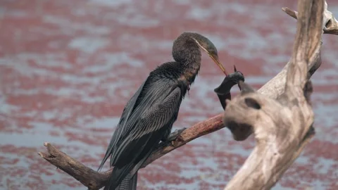 Snakebird Anhinga anhinga handling prey Eal Stock-Footage 300948569