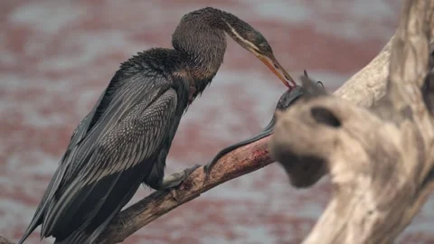 Snakebird Anhinga anhinga handling prey Eal Stock-Footage 300948677