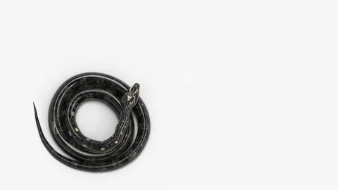 SnakeC Attack02 ProRes 4444 Vidéo 135195532