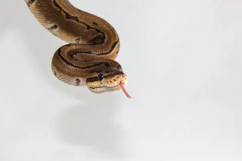 SnakeCorner Photos