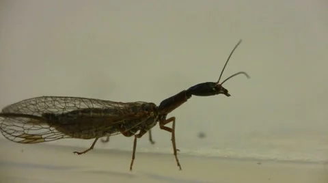 Snakefly front to back Vidéo 57518706