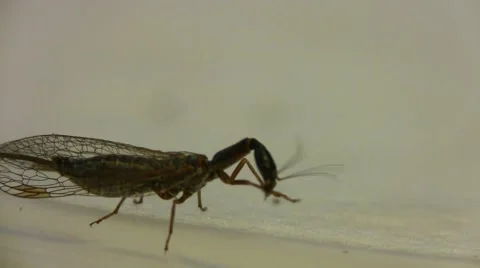 Snakefly grooms itself Vidéo 57518718