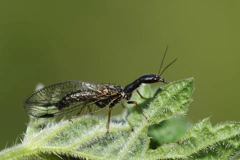 A Snakefly, Phaeostigma notata, resting on a leaf in springtime. Stock Photos